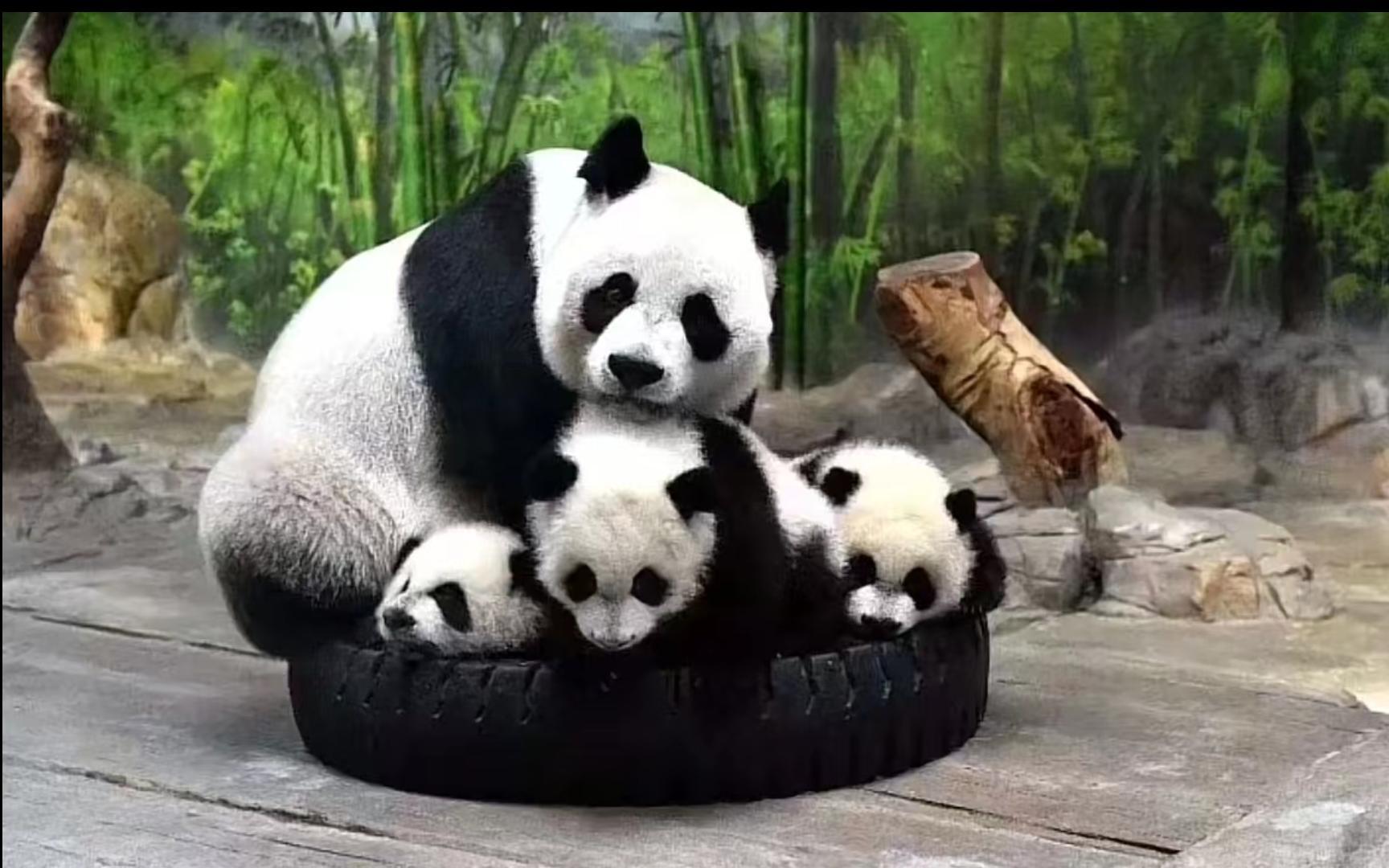 【大熊猫菊笑】奶爸给菊笑妈妈加餐了，还给了奶爸一个亲亲