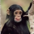 黑猩猩比人类聪明？【ABC News】