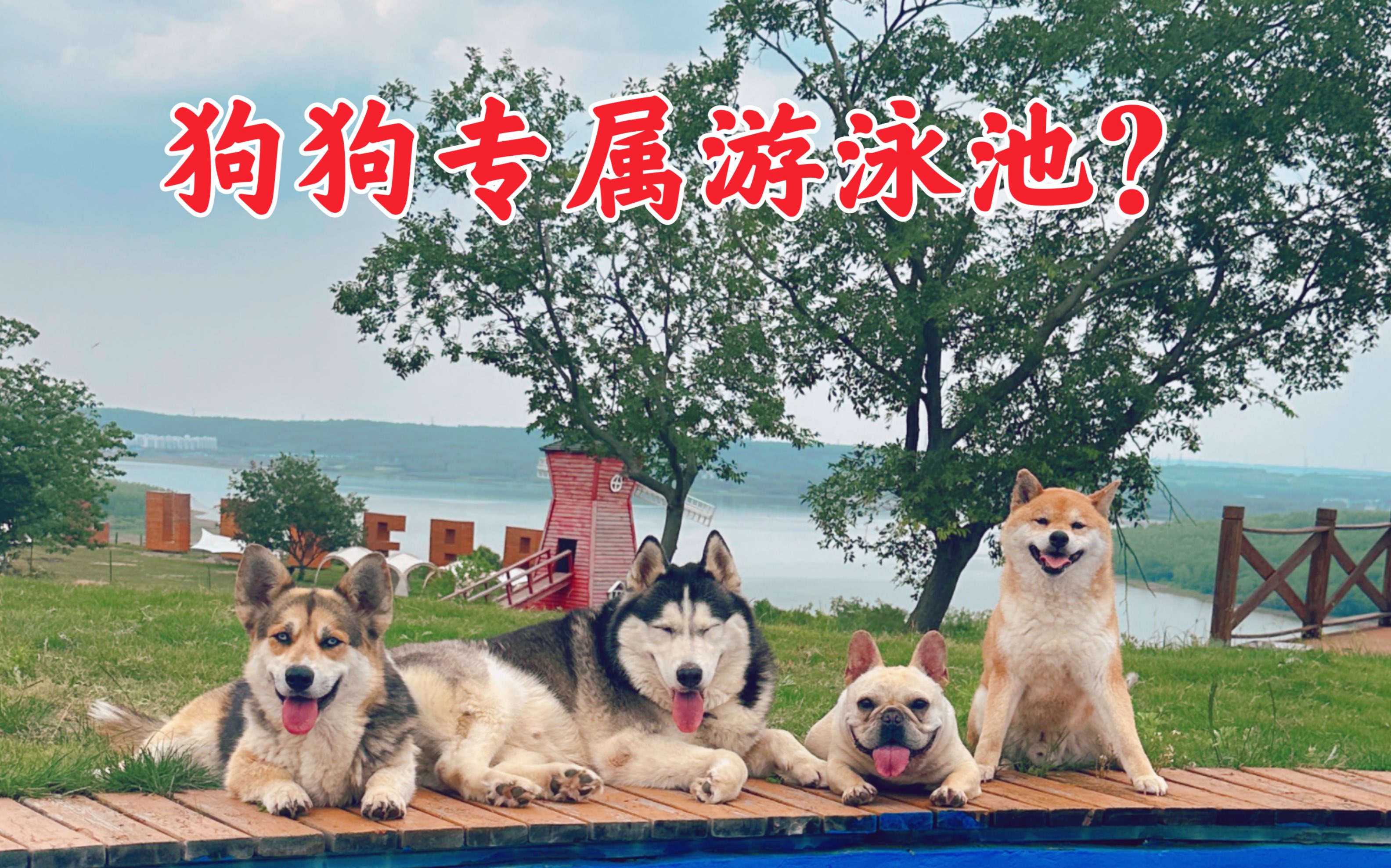 小捷克狼犬 - 捷克狼犬 - 猛犬俱乐部-中国具有影响力的猛犬网站 - Powered by Discuz!