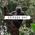 《探索刚果盆地》第一集：欢迎来到丛林