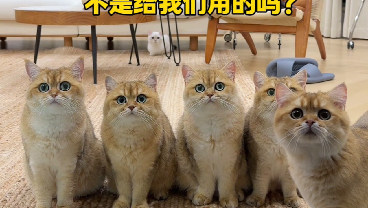 给我家猫咪做了一个巨型猫薄荷球！