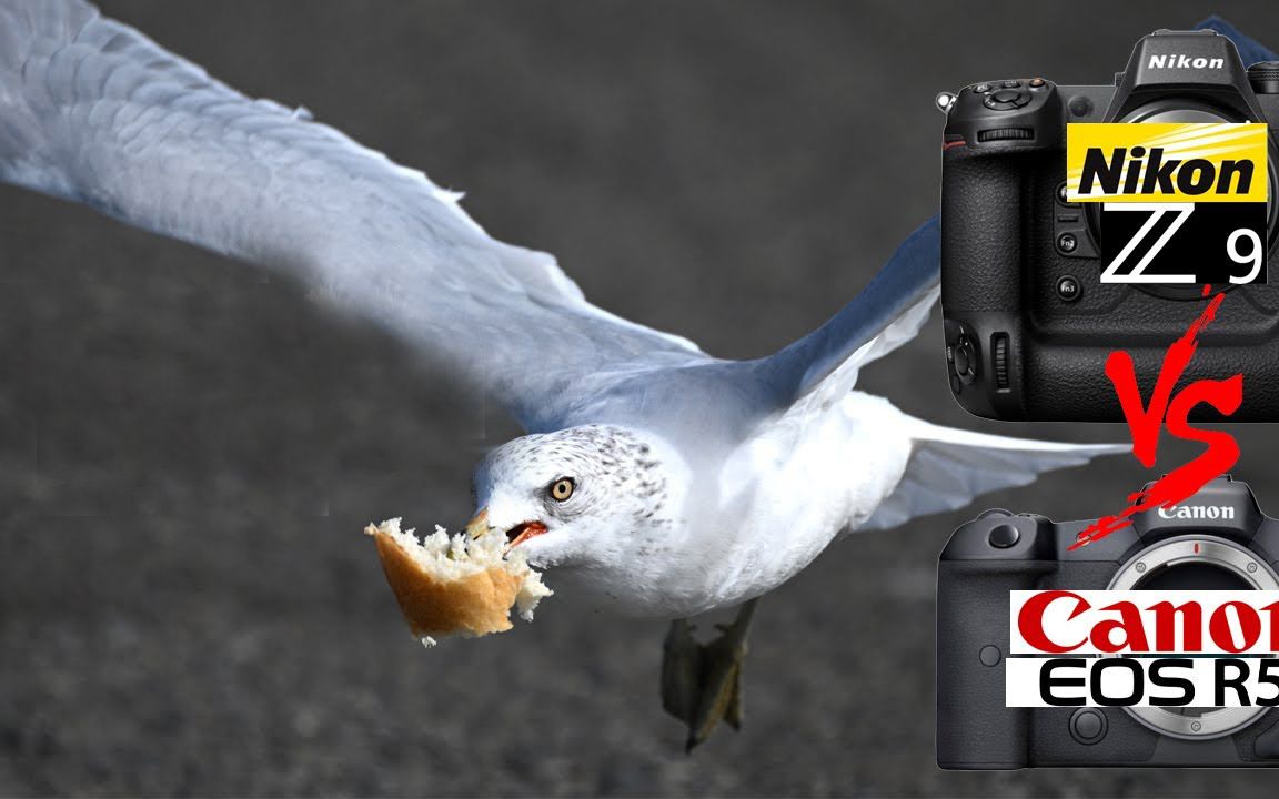 尼康 Z9 VS 佳能 R5 - 鸟类动物追踪 - 哪个更好？