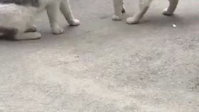 咋样才能让老鼠死掉 5eca58e3c38f978f30740c46fbc1c64aa737d32b.jpg@280w_158h_1c_100q.jpg