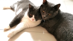 说悄悄话的表情图 5ed3fdbebfe0a7993f4f461a36248e75797a2666.jpg@280w_158h_1c_100q.jpg