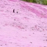 “想与你在山野间途经一片粉色的花海”