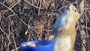 瓶子喝乌鸦水 5ef159e5e7793531306a4826c0d3d5bde1d8a50d.jpg@310w_174h_1c_100q.jpg