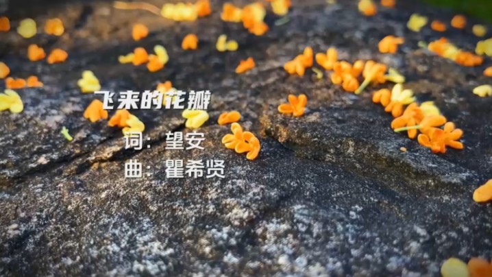 飞来的花瓣