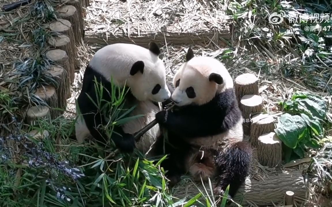 20230725 大熊猫叻叻被麻麻抢竹子 @ 新加坡河川生态园 (711日齡)