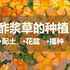 超实用超详细的～酢浆草种植攻略