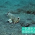 暖心…小章鱼误把塑料杯当壳潜水员找来各种贝壳帮它搬家