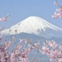 【4K影片】富士山樱花季