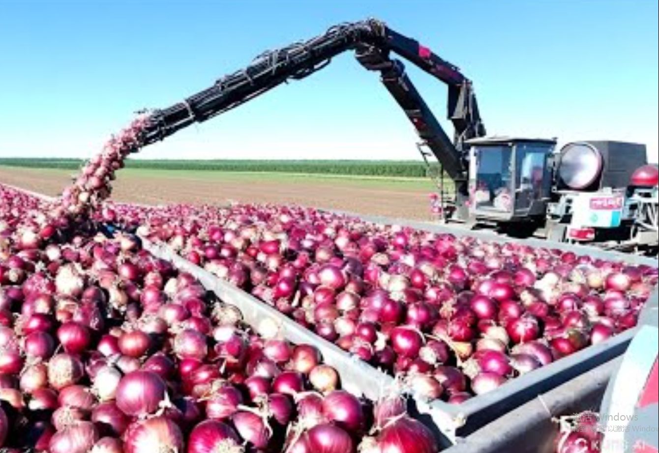 泪水与美味的背后：洋葱的生长、收获与加工的故事与科技
