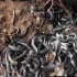 恐怖的眼镜蛇巢穴 1000余条幼年眼镜蛇