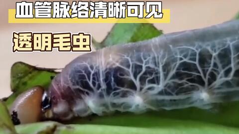 5f41a92399f60c935b9b0b5f89e08752d0102dea.jpg@480w_270h_1c