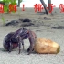 单手开椰子的螃蟹见过吗？梁红深夜捕捉“大力士”椰子蟹