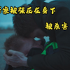 [4K]警察被强压在身下，一阵抽搐后被杀害