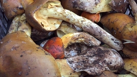野生菌怎么做好吃家常菜 5fb94bbce5d548824f9ad6d1d693478cbb584d72.jpg@280w_158h_1c_100q.jpg