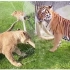 建议：不要让狮子和老虎靠近水管！