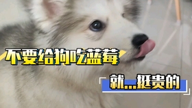5fdd8d4550d8a8ea48331b3a384e862c0a096078.jpg@280w_158h_1c_100q.jpg