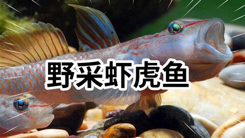 5fefb3176b623b3e19e966799b85e61c05749c83.jpg@480w_270h_1c