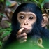 黑猩猩的记忆力，超级黑猩猩潘西【动物奇才EP03】