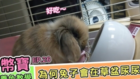 怎样让兔子不在床上尿尿 6019531e8d6b729b9e26ef27db5b85bdccf0dfdc.jpg@280w_158h_1c_100q.jpg