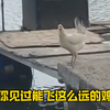 见过会飞的鸡，但你见过这么能飞的鸡吗