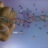 【生命奥秘】细胞从DNA到蛋白质合成_3D特效动画_中文字幕_科普探索