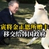 文在寅将金正恩所赠的两只丰山犬移交给韩国政府