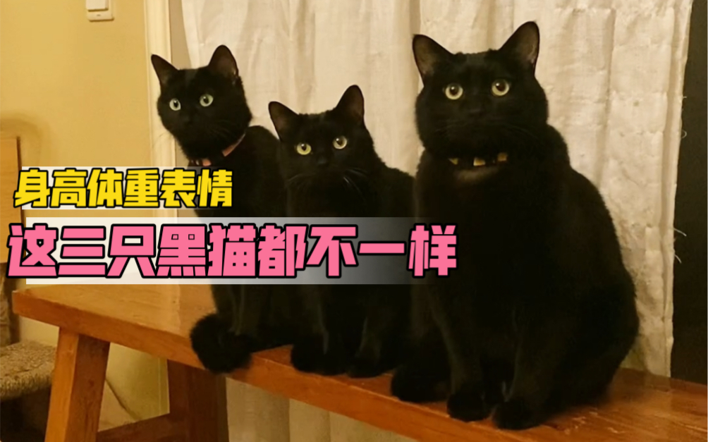 我家15只黑猫怎么分辨呢，先来三个版本的小黑猫