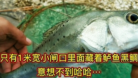 603939d5f555bc0764daf71e67b55e1c816b8105.jpg@280w_158h_1c_100q.jpg