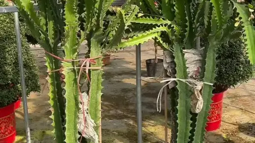 花卉绿植 龙骨花养护