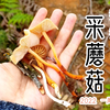 一个云南山居up的采蘑菇日常：一采就是十几种，2022年第一次采蘑菇