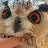一只可以被RUA咕咕毛的西伯利亚咕咕bird