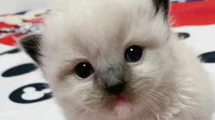 6076fee41c725da0cec9de6eb223c9a66f4fecee.png@310w_174h_1c_100q.jpg