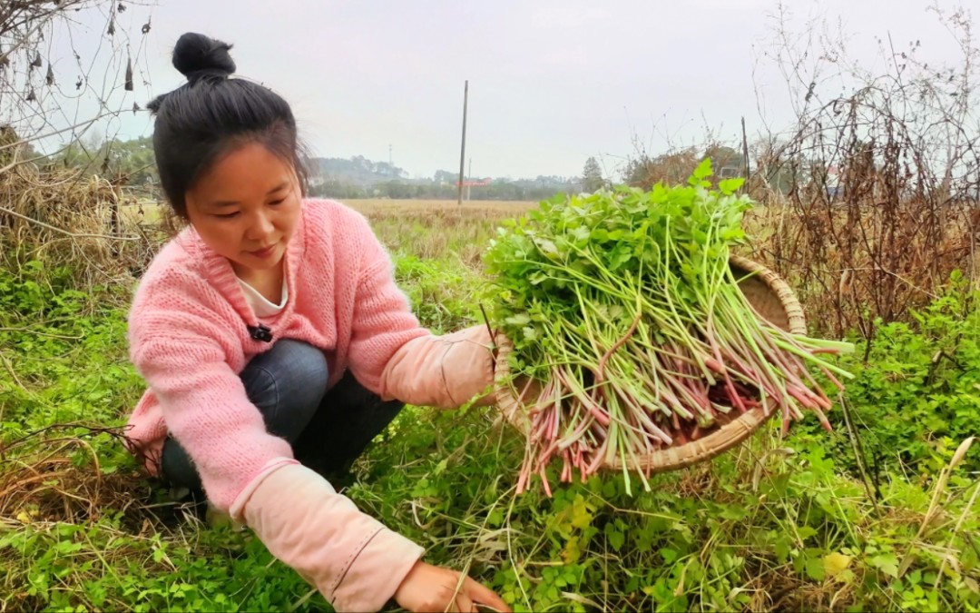 地里没有寻到鸭蛋，媳妇却发现一大片野芹菜，摘回家炒腊肉可香了