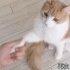 【中字】猫主子握手教学