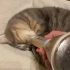 【猫咪】用扩音器放大猫咪的呼噜声音