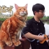 橘猫翻拍《告白气球》MV，七夕还是养只猫吧！