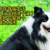 小狗在寺庙修行许久就没正经洗过澡，今天必须安排