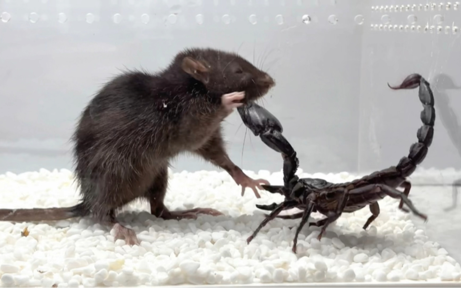 老鼠vs雨林蝎！究竟谁更厉害？