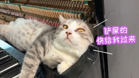 修炼爱情钢琴谱简谱_林俊杰修炼爱情钢琴谱(3)