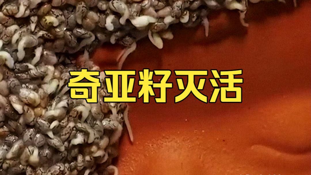 为啥奇亚籽在进入我国前，一定要进行灭活处理？