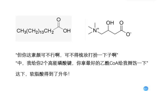 三句话，让脂肪酸为我产下乙酰CoA