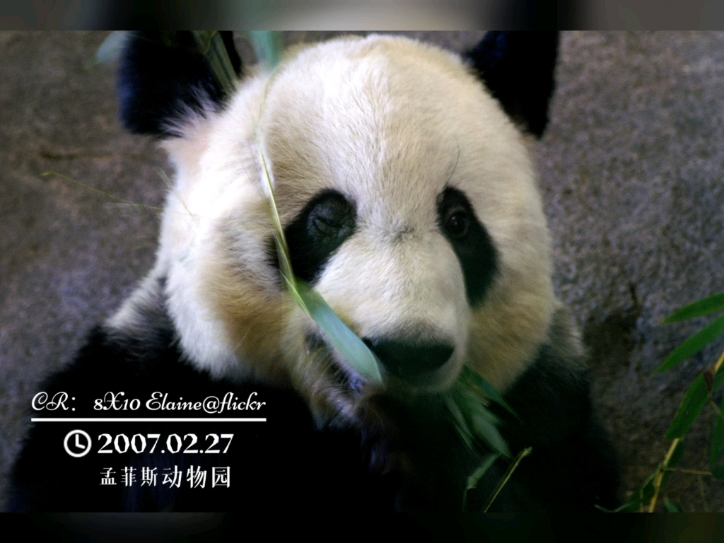 大熊猫丫丫2007-2023在孟菲斯动物园无滤镜无PS高清照片合集