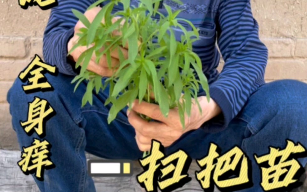 和赤脚医生一起深山探百草,可以做麦饭的扫把苗长这样!