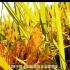 中国农业上课素材