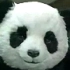 【鬼畜】panda，不看就害死他！