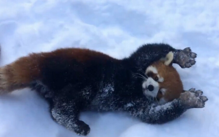 小熊猫在雪地里玩耍