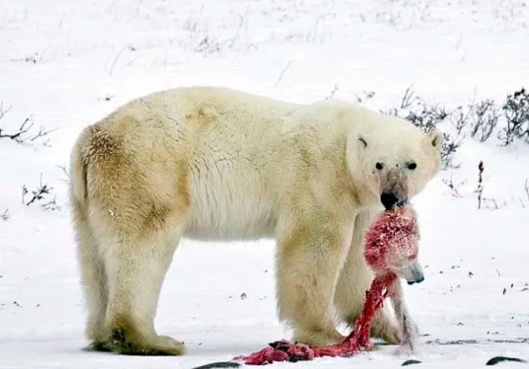 雄性北极熊为爱发电，为了防止自己的老婆跟别人交配，勇猛击退了十几头前来挖墙脚的公熊……